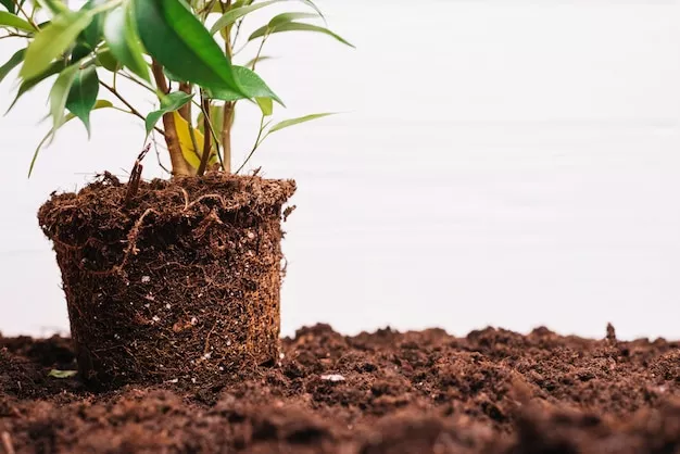 Premium planting media – peat moss, coco peat, vermiculite