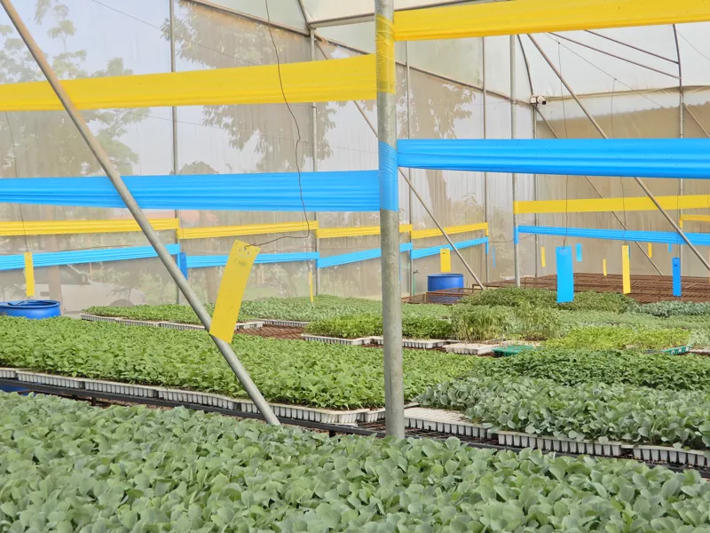 Advanced pest management – traps and pheromones