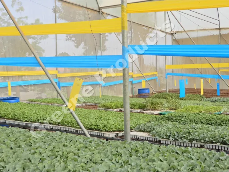 Advanced pest management – traps and pheromones