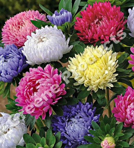 Astro califonia (astrer) flowers from greene products
