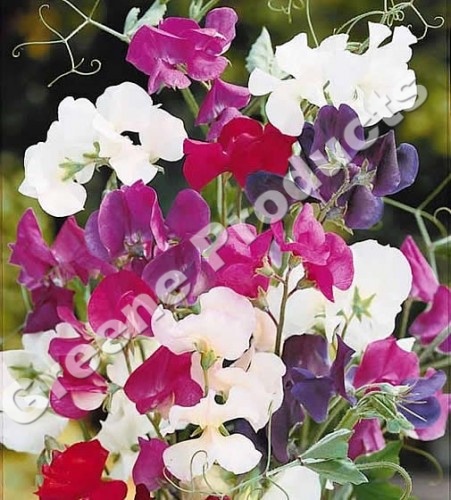 Nasturzio mix pisello odoroso flowers from greene products
