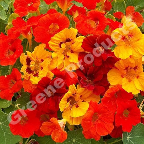 nasturizio nano mix flowers from greene products
