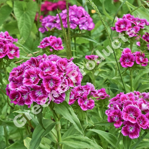 Garofano cinese nano doppio mix (chinese pink)flowers from greene products