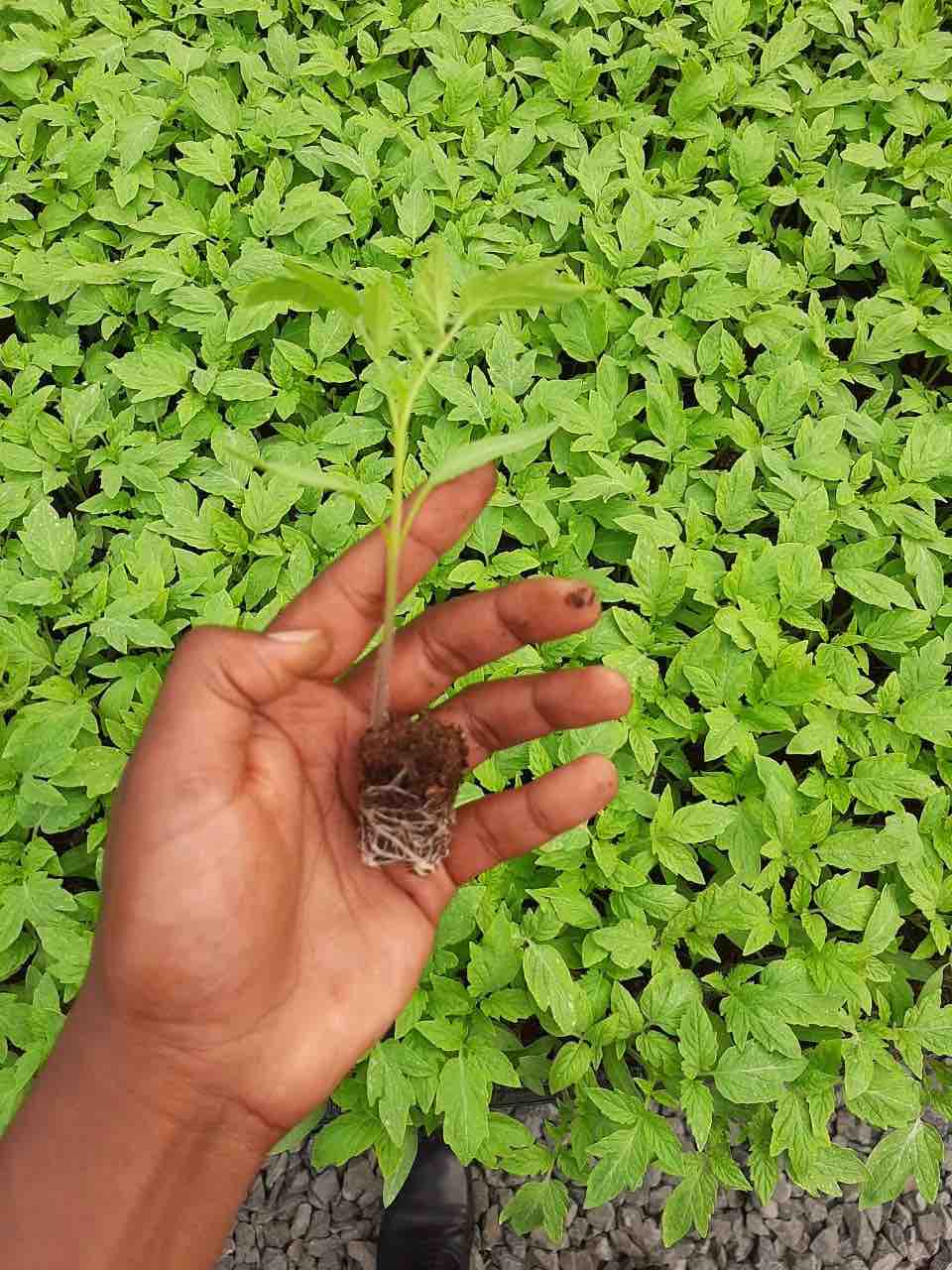 hand showing Seedling from seedling tray