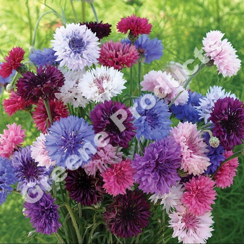 Fiordaliso mix flowers from greene products