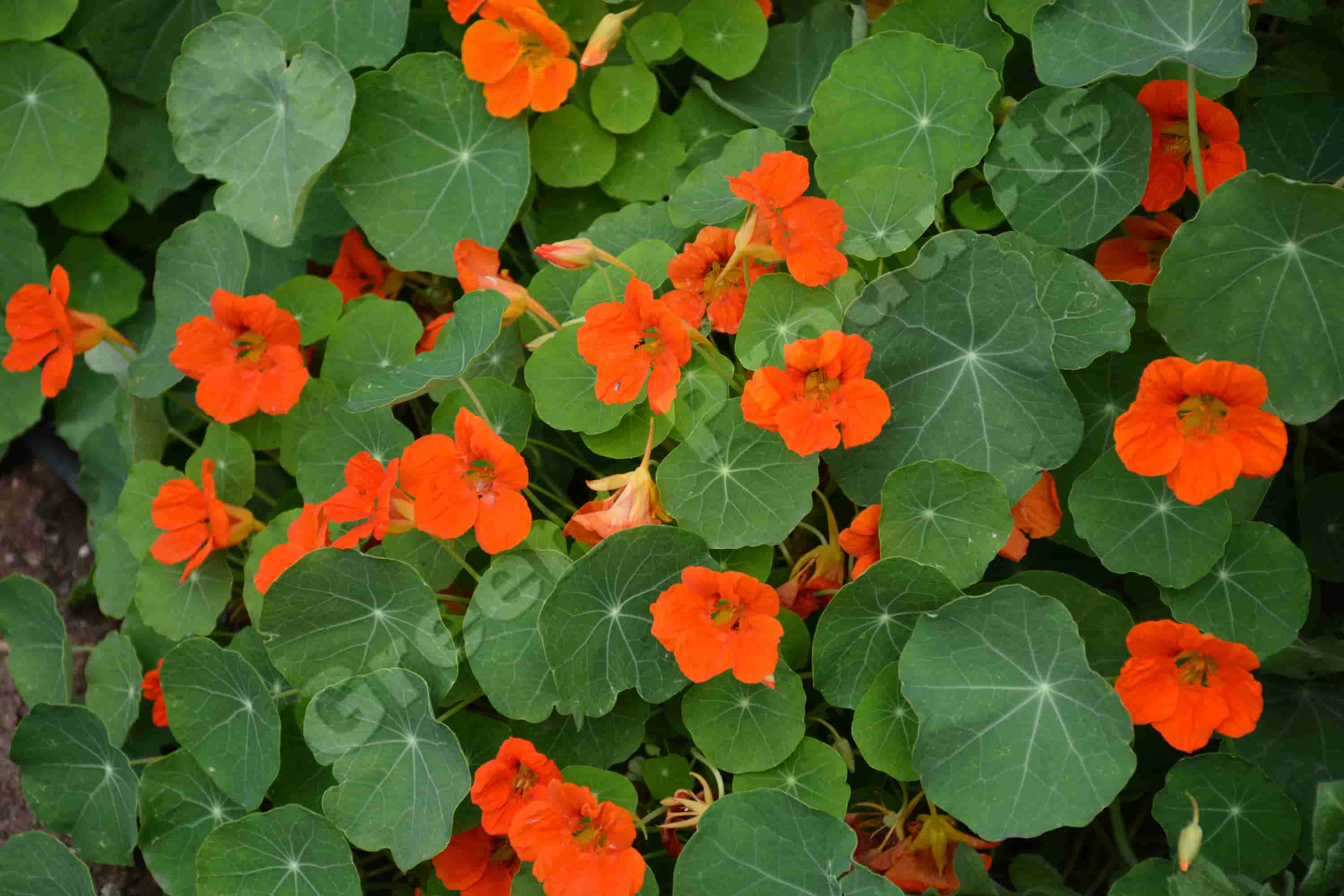 Nasturzio Doppio mix flowers from greene products