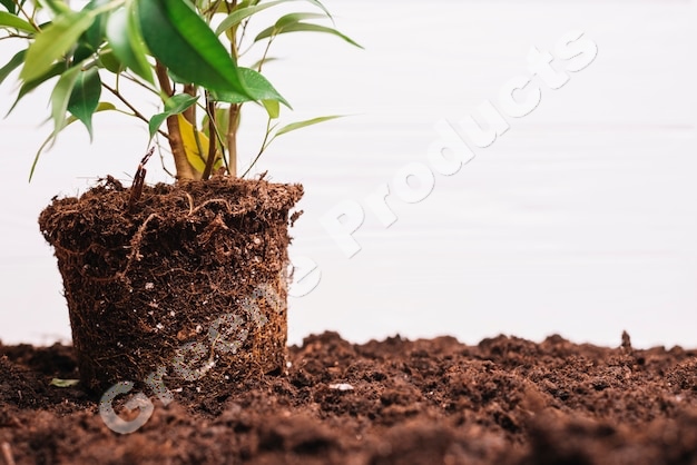 Premium planting media – peat moss, coco peat, vermiculite