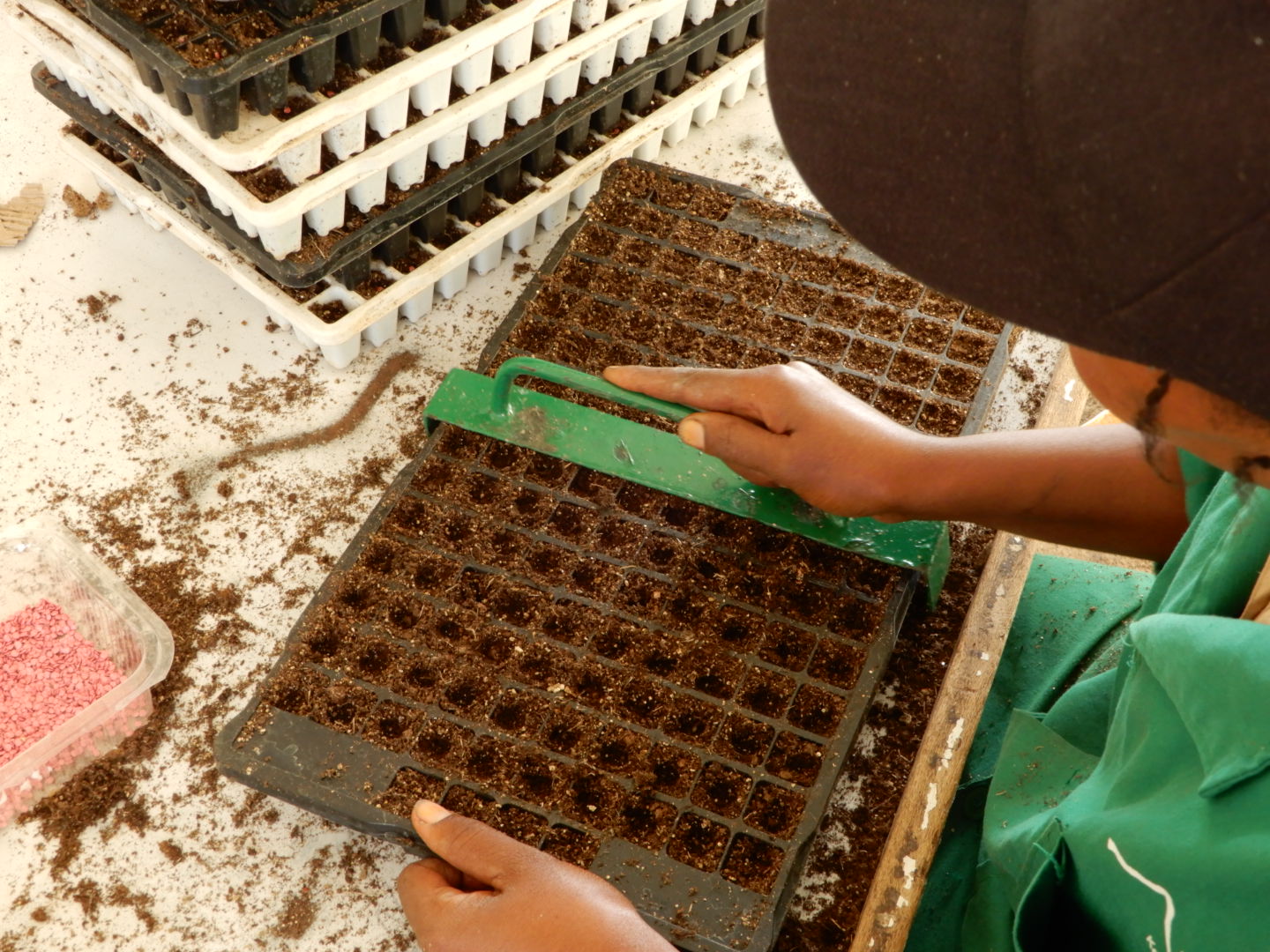 Creating equal holes in the seed tray