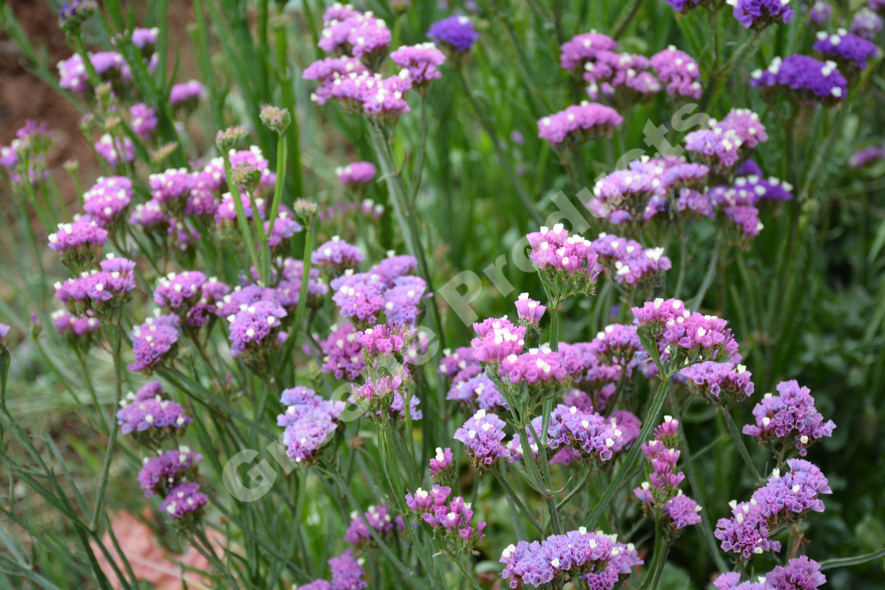 Statice mix flowers from greene products