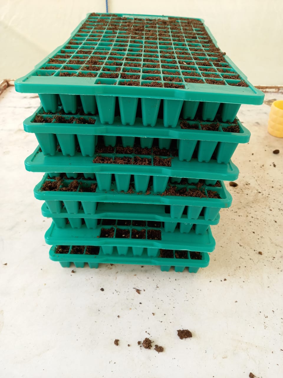 seedling trays with peat moss from Greene products