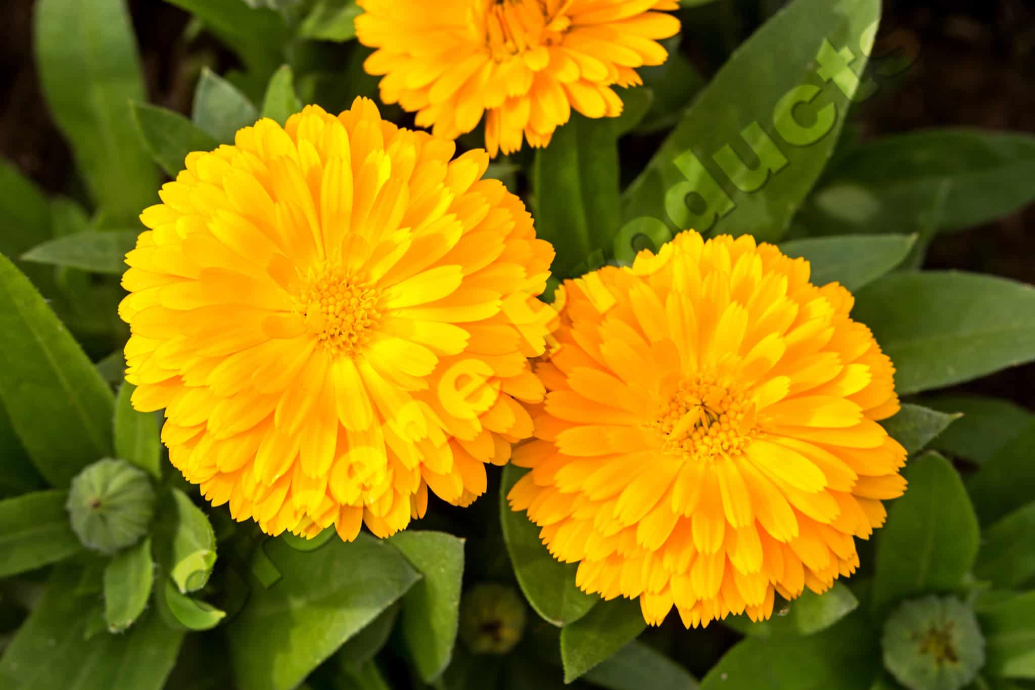 Calendula gif doppio( pot marigold-double-blossom) flowers from greene products